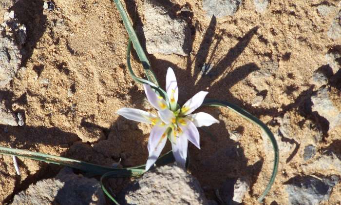 Puzzle Petite fleur