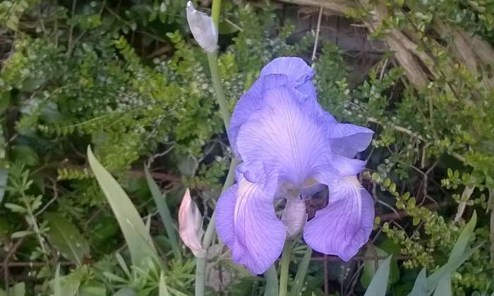 Puzzle Iris