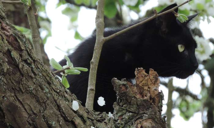 Puzzle chat dans le poirier