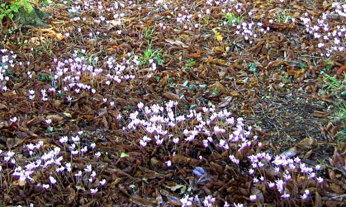 Puzzle tapis de cyclamens