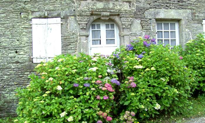 Puzzle façade aux hortensias