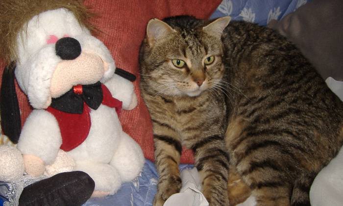 Puzzle tigris et sa peluche