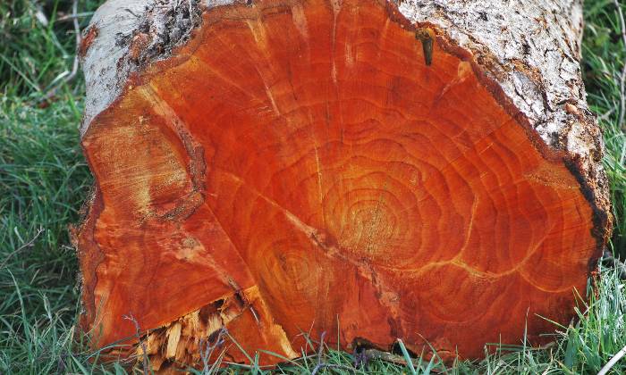 Puzzle joli tronc d'arbre coupé