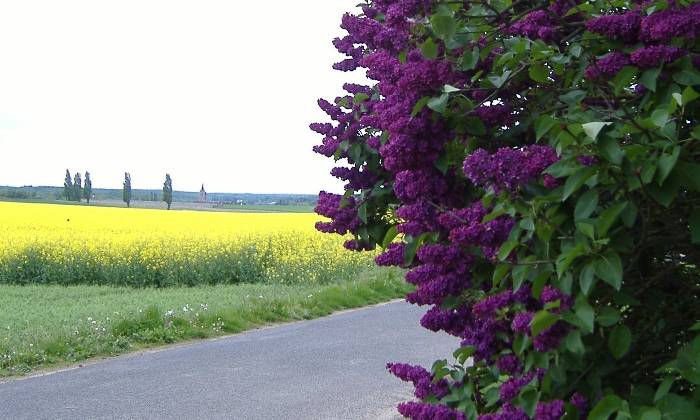 Puzzle lilas sur fond de colza