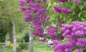 Puzzle 11706 - lilas