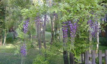 Puzzle 11843 - glycine dans le sous bois