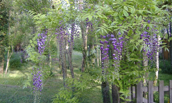 Puzzle glycine dans le sous bois