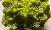 Puzzle Chou Romanesco