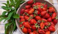 Puzzle Fraises Du jardin