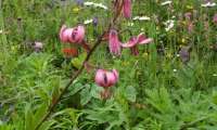 Puzzle les fleurs de montagne