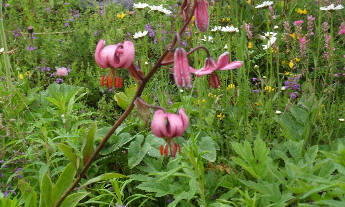 Puzzle les fleurs de montagne