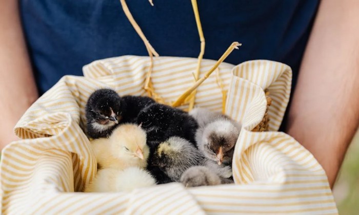 Puzzle Panier de tendresse