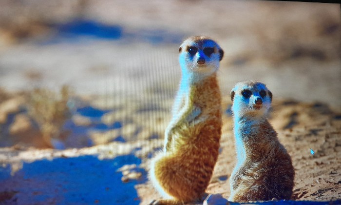 Puzzle Suricate