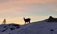 Puzzle Chamois au soleil couchant