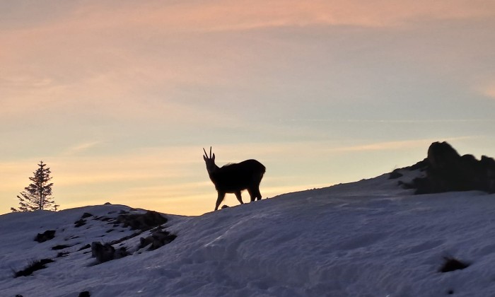 Puzzle Chamois au soleil couchant