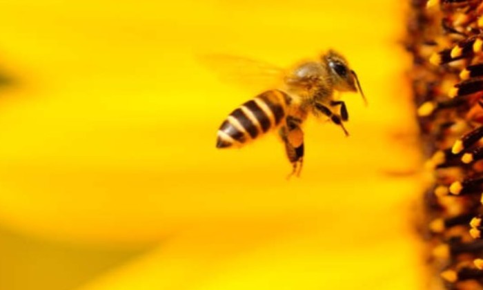 Puzzle Abeille et tournesol