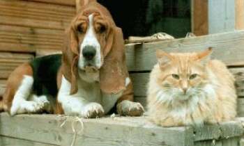 48 | Chien & Chat - Un chien et un chat ensemble, vaut mieux pas les déranger !!!
