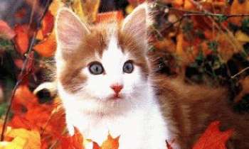 33 | Petit chat - Petit chat marron et blanc.