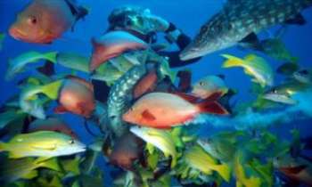 378 | Aquarium Géant - Il faut espérer que les poissons ne se tromperont pas de nourriture !