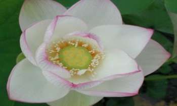 431 | Lotus blanc - Le lotus...l'inspiration de toute une civilisation !