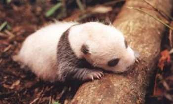 643 | Jeune Panda - Qui n'aimerait pas en faire son doudou ?