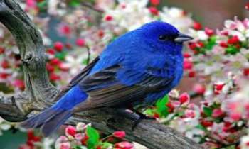 1136 | L'oiseau Indigo - De la famille des ortolans européens, le mâle de ce cousin d'Amérique affiche en été cette somptueuse couleur bleu métallique, qui lui donne aussi son nom de "nonpareil".
