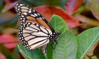 1289 | Le Monarque - Le Monarque est le plus grand des papillons diurnes. Lors de leurs  migrations d'Amérique du Nord vers le Mexique (5000km) on peut les confondre avec un vol d'oiseaux migrateurs. Très reconnaissable, il est en quelque sorte l'archétype des lépidoptères.