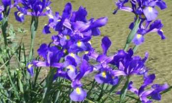 1354 | Iris sauvages - Les iris sauvages poussent au printemps, souvent au bord des étangs. Il suffit d'un souffle de vent passager pour qu'ils s'animent, de vaguelettes soudaines pour les étangs, de mouvements à la grâce de papillons virevoltants pour les corolles des iris.