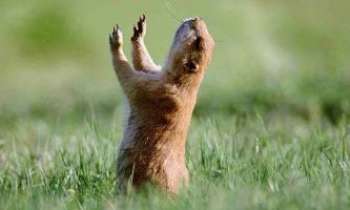 1530 | Marmotte - Une marmotte, tout juste sortie d' hibernation, redécouvre avec volupté la joie du soleil.