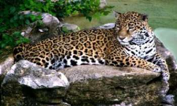 1435 | Jaguar - Le jaguar est souvent confondu avec le léopard pour les formes en rosette des taches de leurs robes. Cet animal sans prédateur dans la nature a pourtant failli disparaître dans les années 60/70...les belles et riches élégantes de l'époque étant prêtes à tout pour se couvrir de leur peau. Des milliers furent ainsi abattus. C'est l'unique grand félin que l'on rencontre sur le continent américain. 