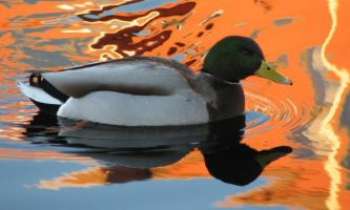 1450 | Canard Sauvage - Ce canard sauvage s'est laissé prendre dans les rets...d'un superbe reflet sur l'eau, dû à un arc-en-ciel jouant au peintre paysagiste.  