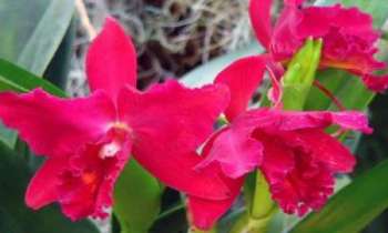 1505 | Potinara - L'orchidée Potinara "Sweetheart" - Sa couleur profonde et flamboyante, d'une beau rouge franc, la rend la préférée des amoureux.