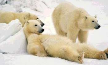 1677 | Ours polaires - Famille d'ours polaires repus prenant un repos bien mérité...après une pêche à l'évidence fructueuse !