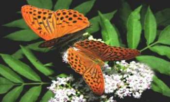 1832 | Couple de papillons - Symbole universel : le papillon. Il symbolise le printemps, la grâce, l'éveil, la liberté, la fécondation, la fragilité, l'éphémère...et plus encore. 