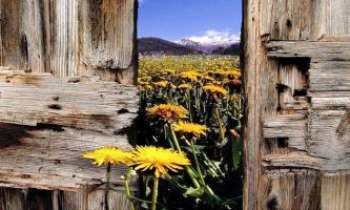 1843 | A travers champs - Le Canada, un pays où la nature a tous les droits : elle entre même par les portes !