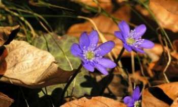 1900 | Fleurs de sous-bois - Rencontre surprise pour le promeneur : de bien gracieuses fleurs bleues parmi les feuilles d'automne !