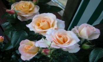 2168 | Roses de jardin - La délicatesse des roses de jardin et leur fragilité.