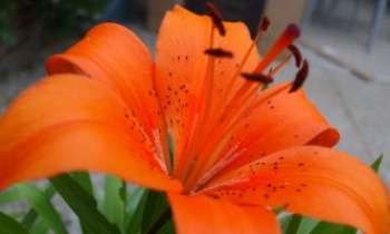 2180 | Lys orangé - Aussi appelé Lilium, ce lys d'origine asiatique décore agréablement jardins et bouquets.