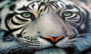 2199 | Tigre blanc - Macro - Le tigre blanc, une rareté parmi une espèce déjà rare. Ses yeux bleus semblent d'une telle douceur qu'on se laisserait volontiers aller à lui faire un câlin. 
