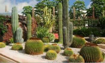 2451 | Jardin de Cactées - Les cactus couvrent un large éventail de formes (sphériques, cylindriques, en forme de pilier, avec des feuilles pointues). Les voici tous réunis dans ce jardin.