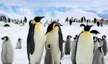 2600 | Pourvu que ça dure ! - Eh bien oui, pour nous les pingouins c'est notre Eté...la neige.