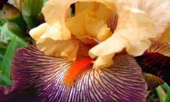 2645 | Iris perroquet - Délicat et flamboyant, l'iris perroquet se pare des attributs des fleurs exotiques.