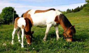 2693 | Campagne et chevaux - Dans la prairie reverdie, la joie pure et simple de cette maman jument
partageant son repas avec son petit.
 