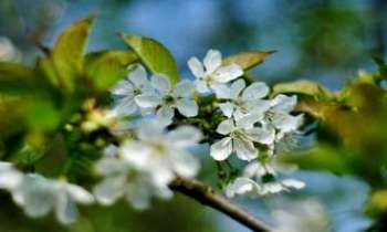 2844 | Arbres en fleurs - Annonciatrices du Printemps, ces fleurs éphémères qui jaillissent des bourgeons
sur leurs arbres, sont la promesse d'un renouveau qui fera bientôt oublier
les frimas de l'hiver.