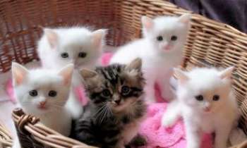 2907 | Portée de cinq - Avec de tels regards, gageons que pour cette portée de cinq petits chatons on a déjà trouvé une famille pour chacun d'entre eux.  