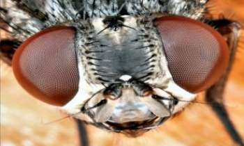 3017 | Tête de mouche - La macrophotographie nous permet de voir ce que l'on ne voit pas à l'oeil nu. Les yeux de la mouche sont une merveille de la nature. Tant qu'on n'en a pas chez soi, des mouches !  
