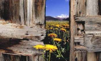 3145 | L'été au Canada - Au Canada, un champ de fleurs sauvages couleur de soleil, avec encore la fraîcheur de la neige sur la montagne en prime dans le lointain. 