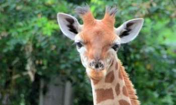 3167 | Madame la Girafe - La girafe est un herbivore qui a pris de la hauteur. L'accacia semble avoir été conçu pour elle. Tachetée, on la trouve dans son habitat naturel de l'Afrique Saharienne. Présentant des taches au motif "grillagé" elle se rencontre en Afrique de l'Ouest. Chaque individu a un nombre et forme de taches qui lui sont
spécifiques : sa carte d'identité.