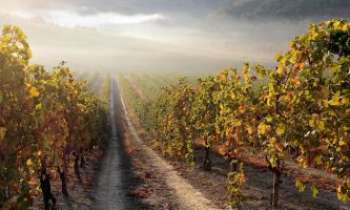 3197 | Vignes en automne - Richesse de terroir aux couleurs d'automne. Les vignes au repos, en attendant la récolte suivante, et la joyeuse bande des vendengeurs qui s'y retrouvent d'une année à l'autre.