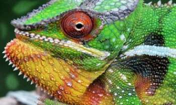 3238 | Cameleon - Madagascar - Sous le coup de l'émotion, comme tous ses semblables, le caméléon de Madagascar se pare de sublimes couleurs. Comprendre son langage coloré est du domaine des spécialistes. Il réjouit les yeux, des petits comme des grands, par son côté petit monstre adorable.  